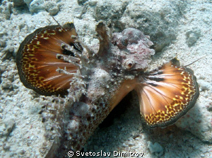 I saw this scorpion fish in the very last moment as it fl... by Svetoslav Dimitrov 